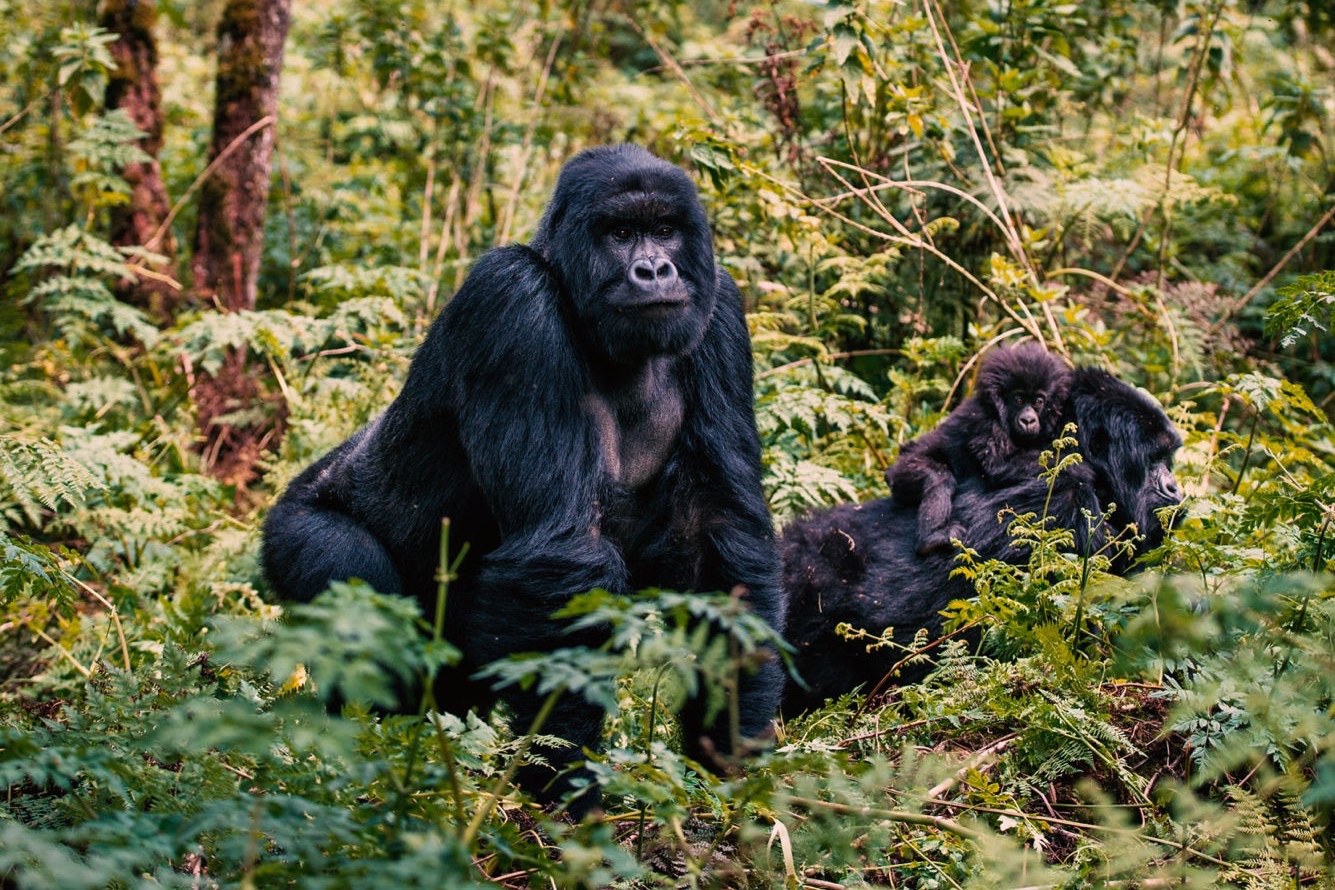 a silverback mountain gorilla sitting upright in dense ferns, a mother and infant resting behind him